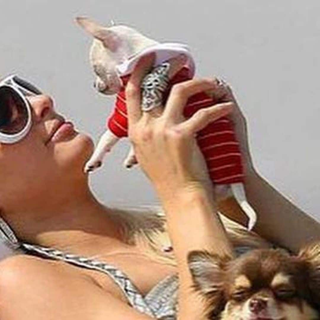 Paris Hilton lamenta la muerte de su perrita chihuahua: ‘Era más que una mascota, era mi familia’