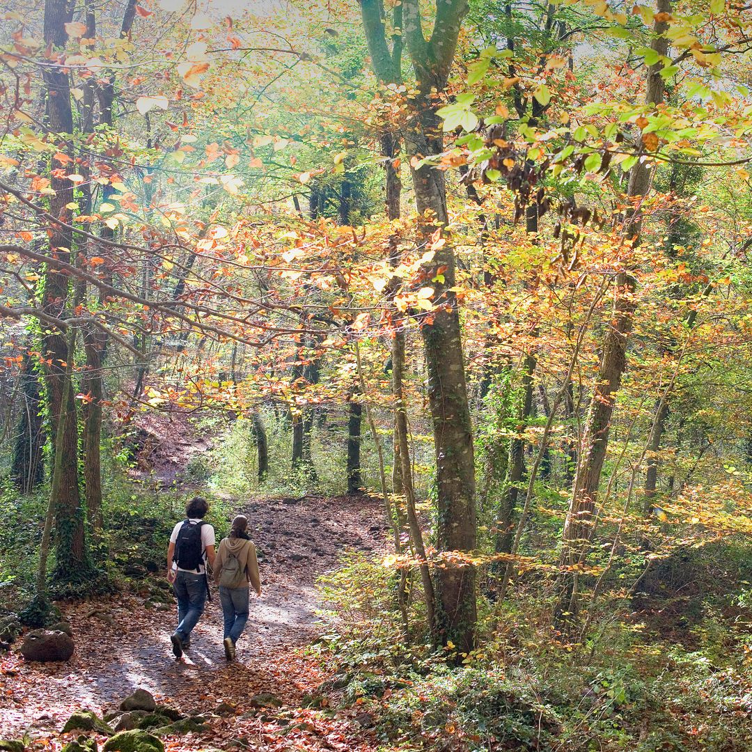 Fageda d'en Jordà, bosque del Parque Natural de la Garrotxa, en Girona