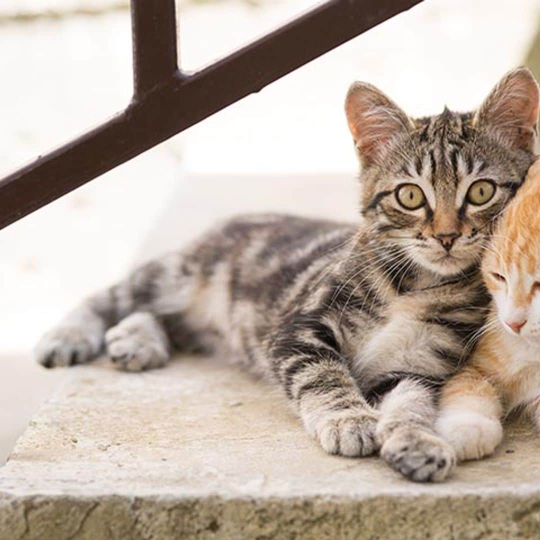 Ayuda a tu gato a ser más sociable