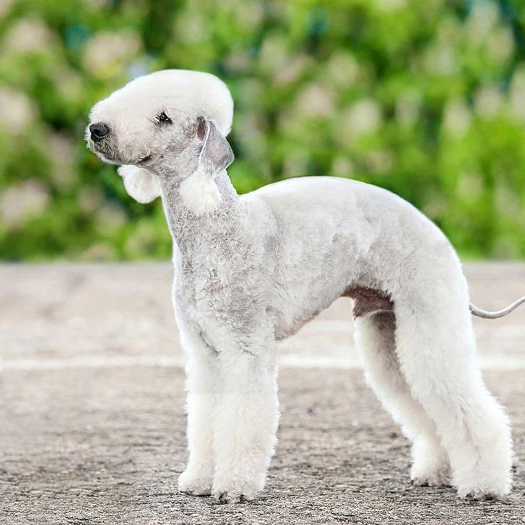 Razas de perro terrier de tamaño mediano y grande