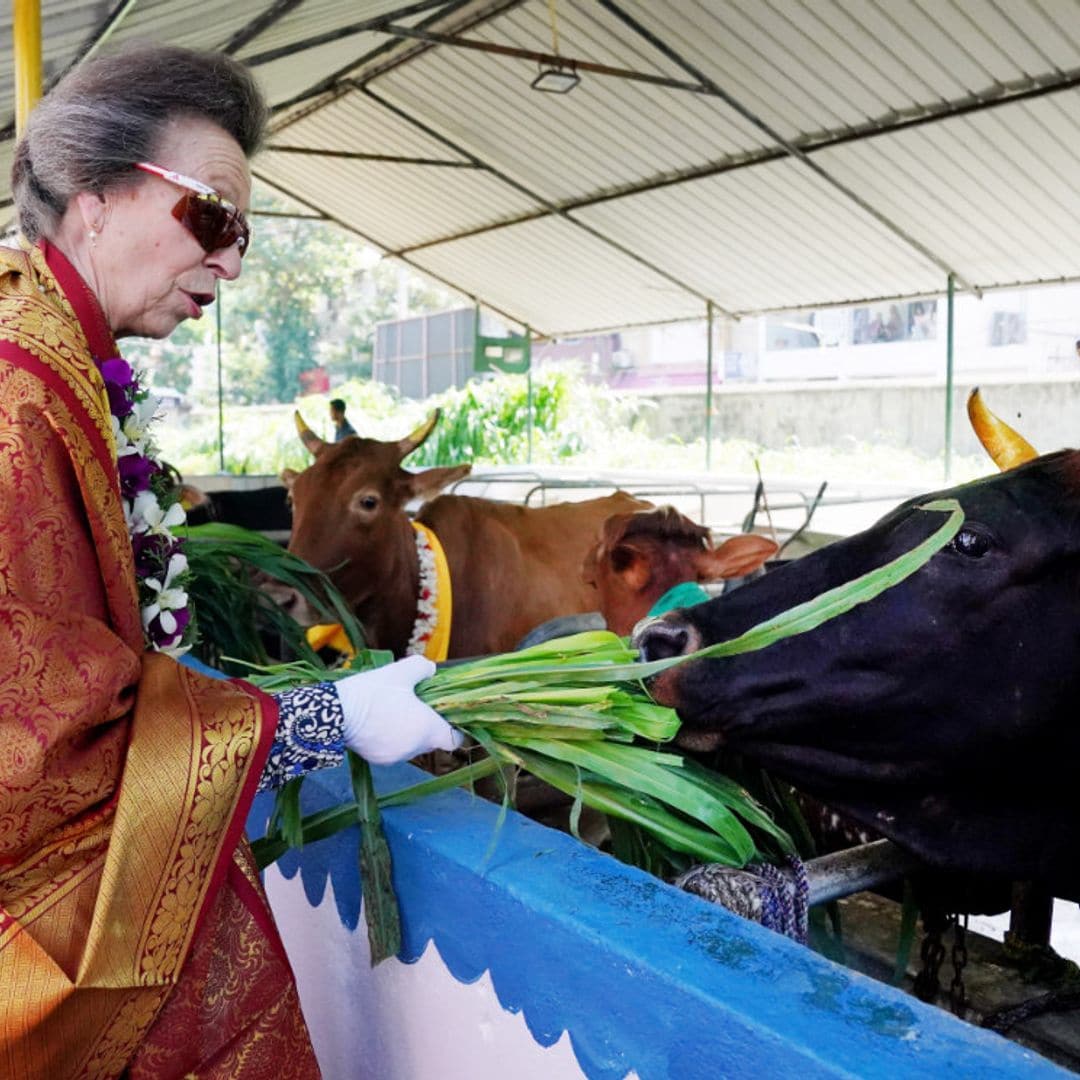 Las imágenes más simpáticas de la princesa Ana y su marido en Sri Lanka, ¡dando de comer a las vacas!