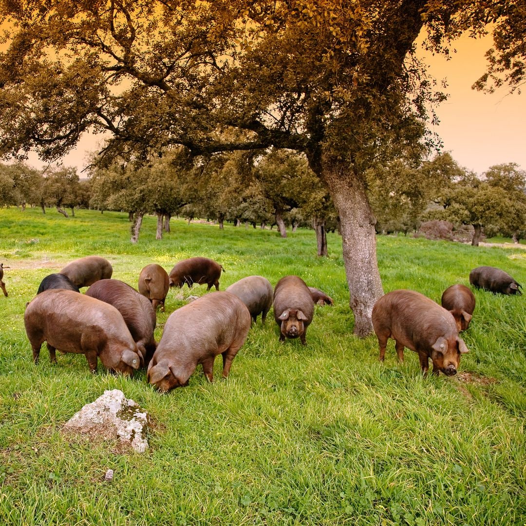 Cerdos ibéricos en el valle de los Pedroches.