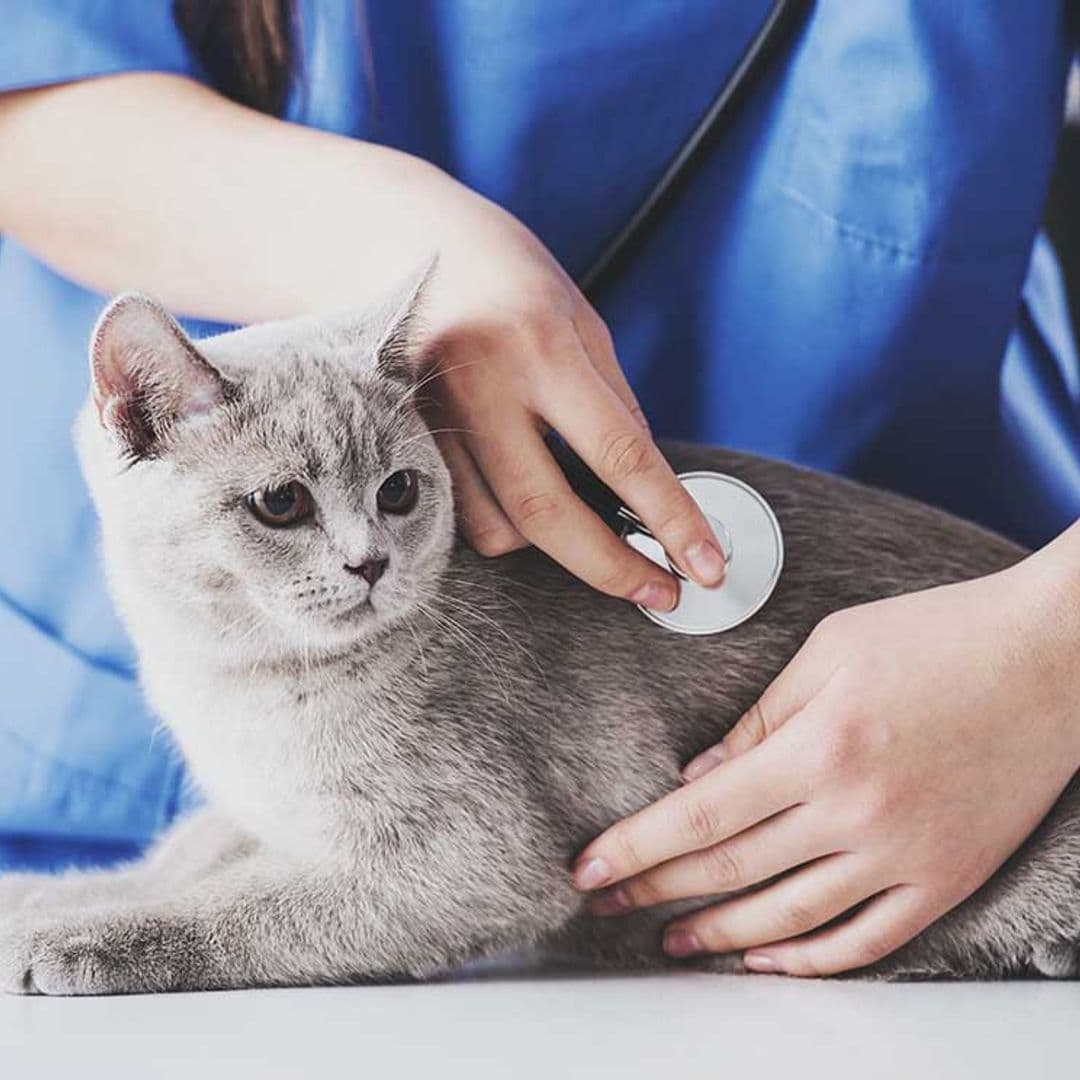 Así actúa el virus de inmunodeficiencia felina, el llamado sida de los gatos