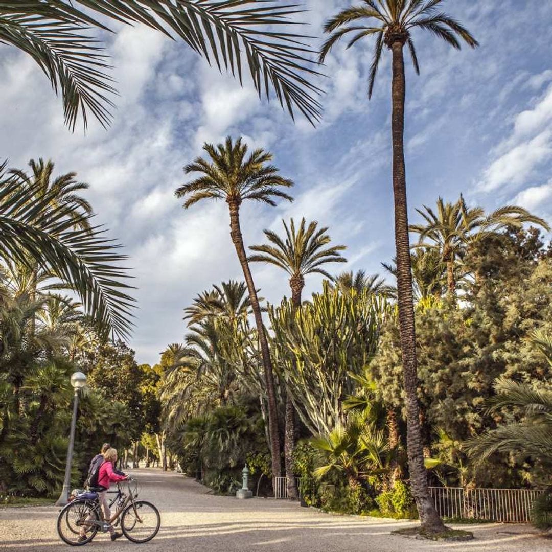 palmeras datileras en el palmeral de elche alicante