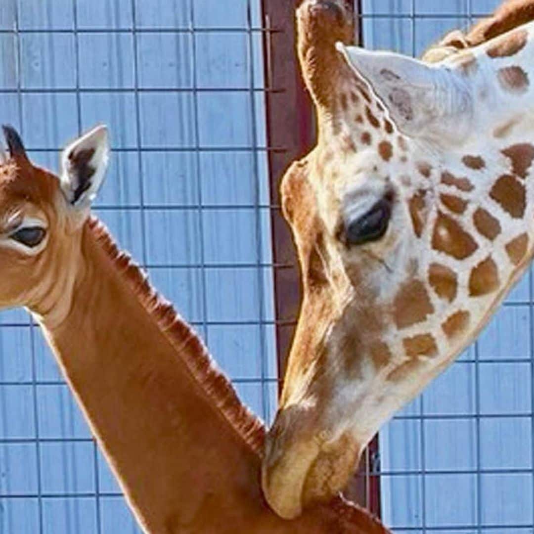 La insólita imagen de una bebé jirafa única en el mundo: su extraña peculiaridad