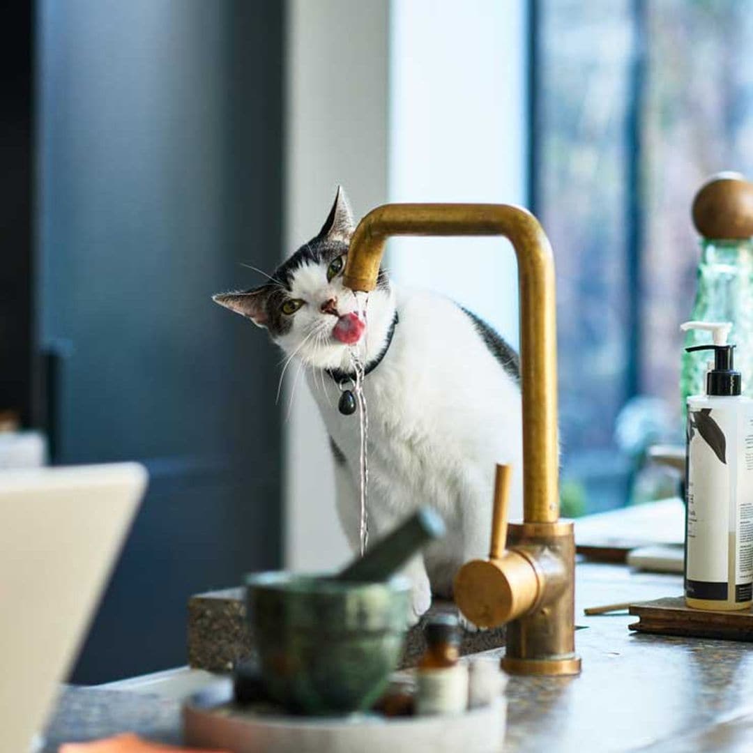 Así sufren los gatos en una ola de calor