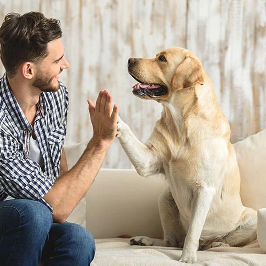 Mascotas sanas, dueños felices y a salvo de posibles contagios