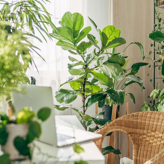 plantas interior casa