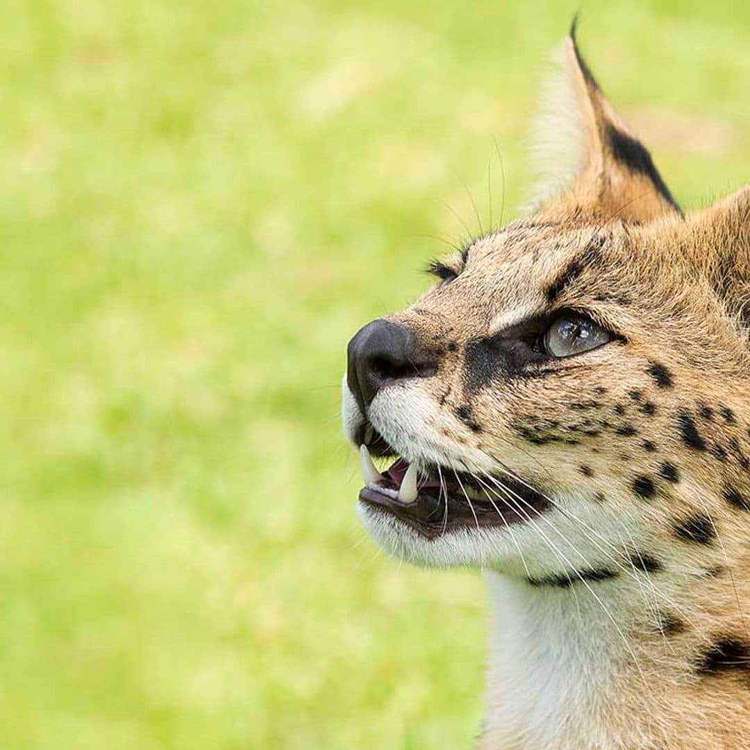 Serval, el gato salvaje que podría hacerse pasar por una 'pantera'