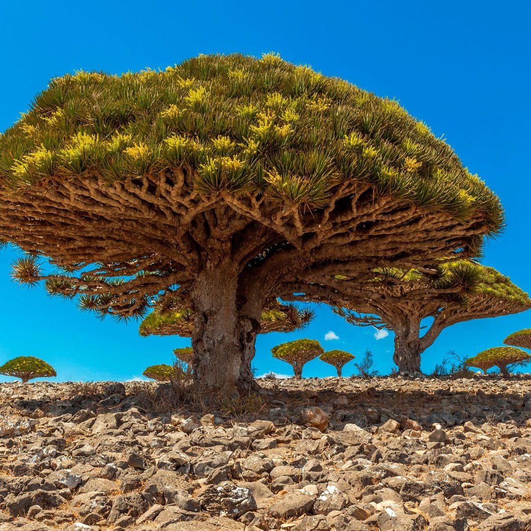 Árboles de Sangre de Dragón en la isla de Socotra, Yemen