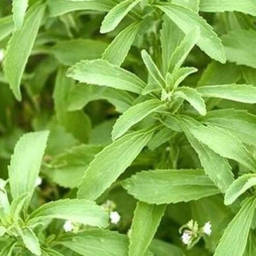 Stevia: verdades y mitos