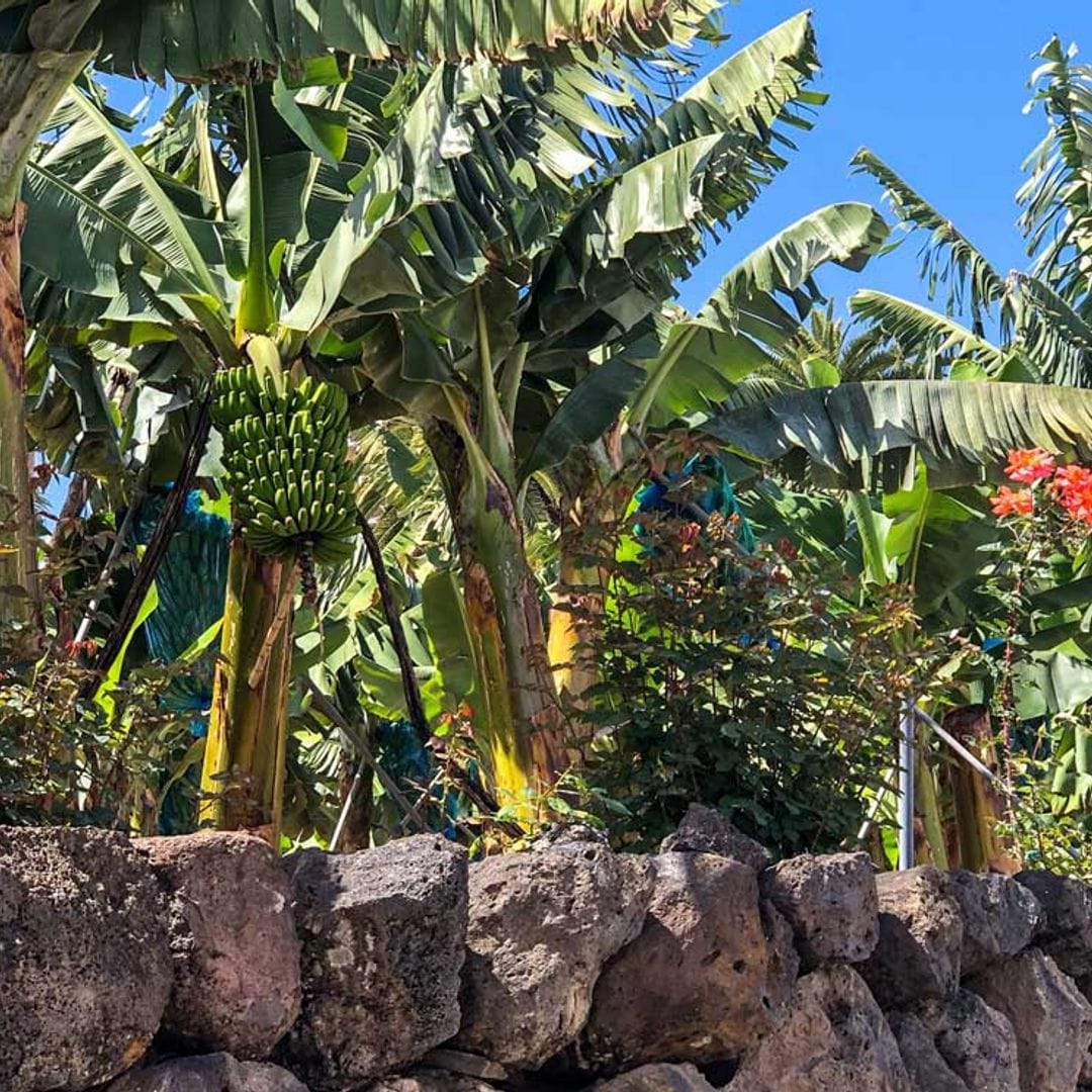 Cómo diseñar un jardín canario