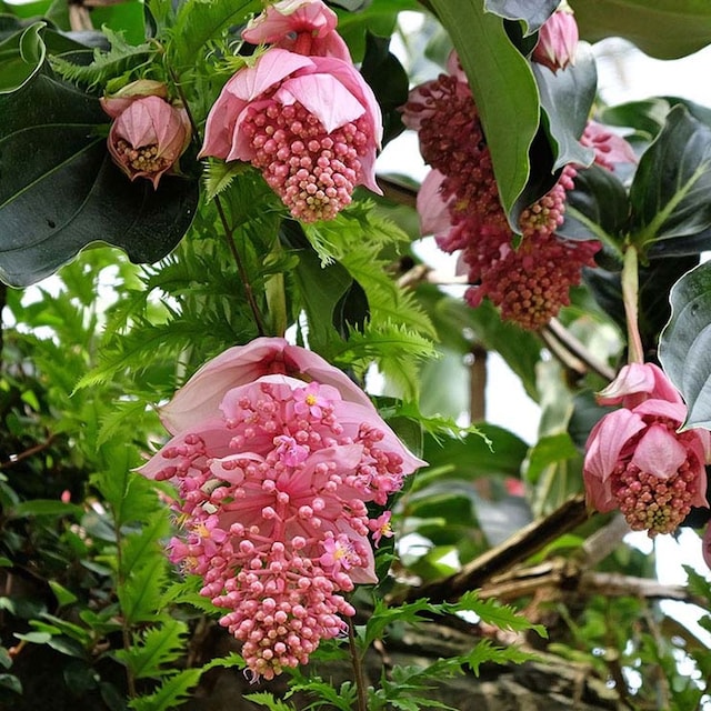 cultivar medinilla