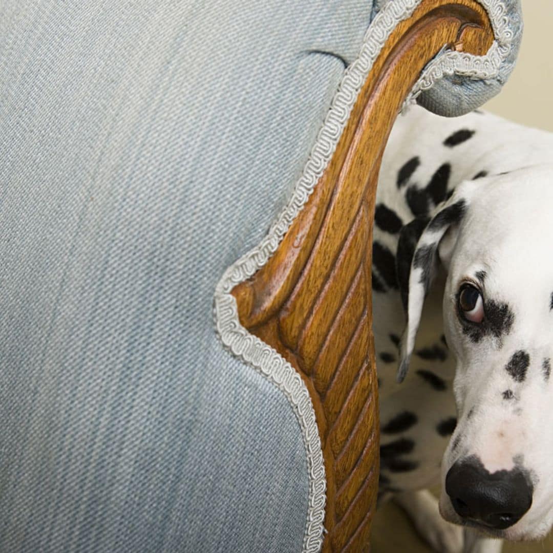 ¿Por qué los perros tienen miedo y cómo ayudarles a superarlo?