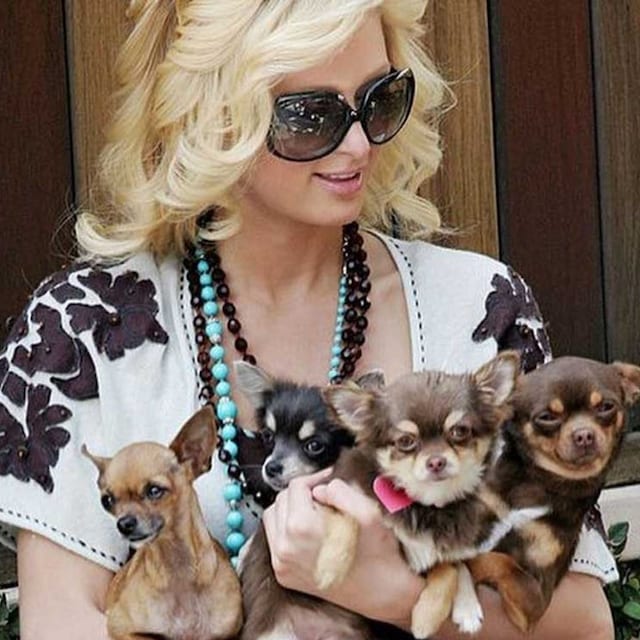 paris hilton perros