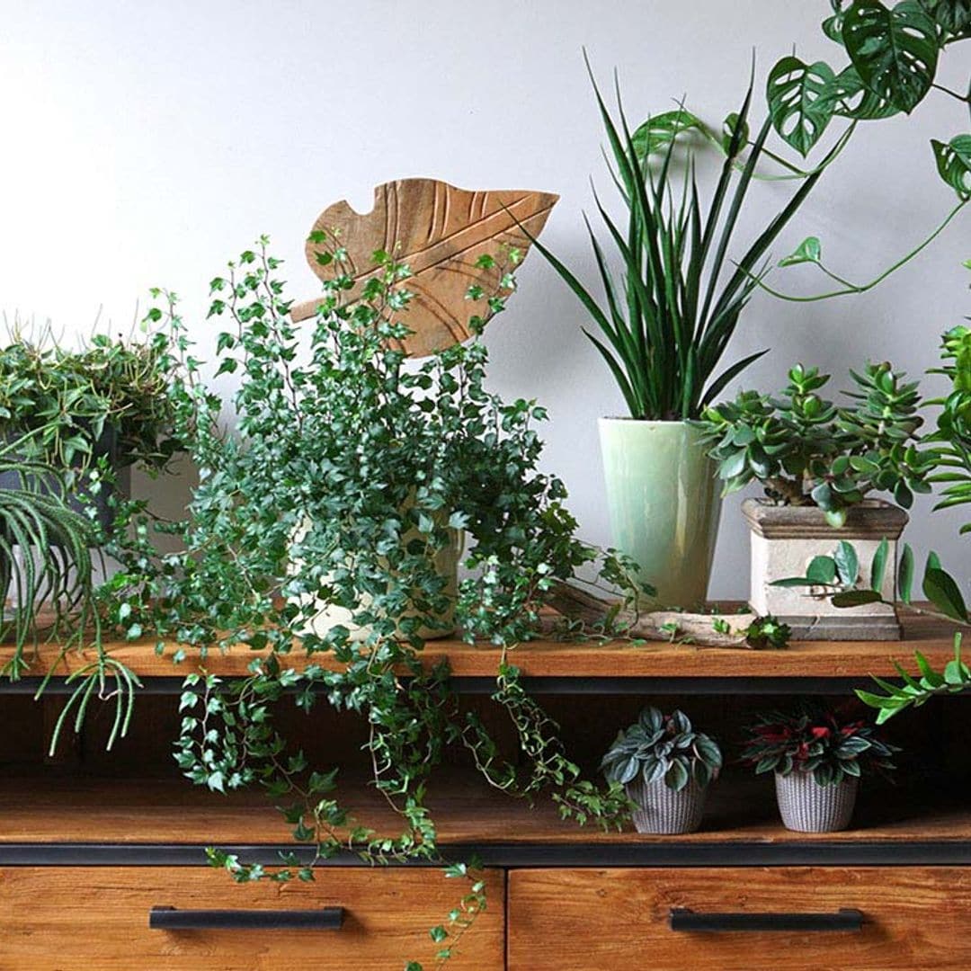 plantas decorativas