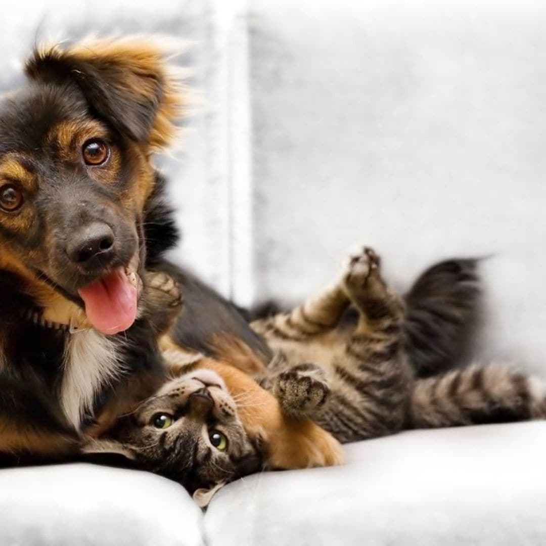 perro gato sofa