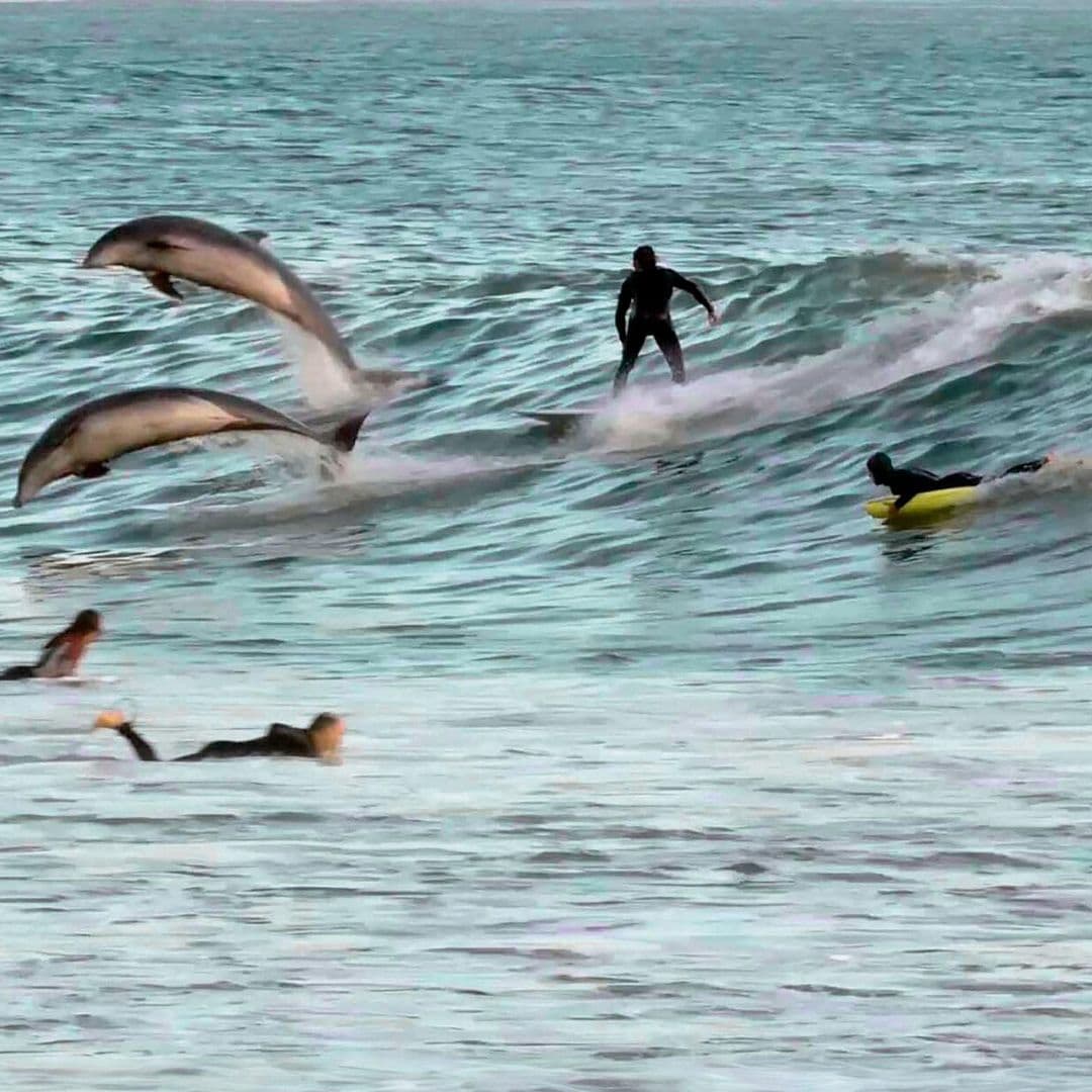 ¡Con delfines! Así es la clase maestra de surf con los mejores maestros que existen