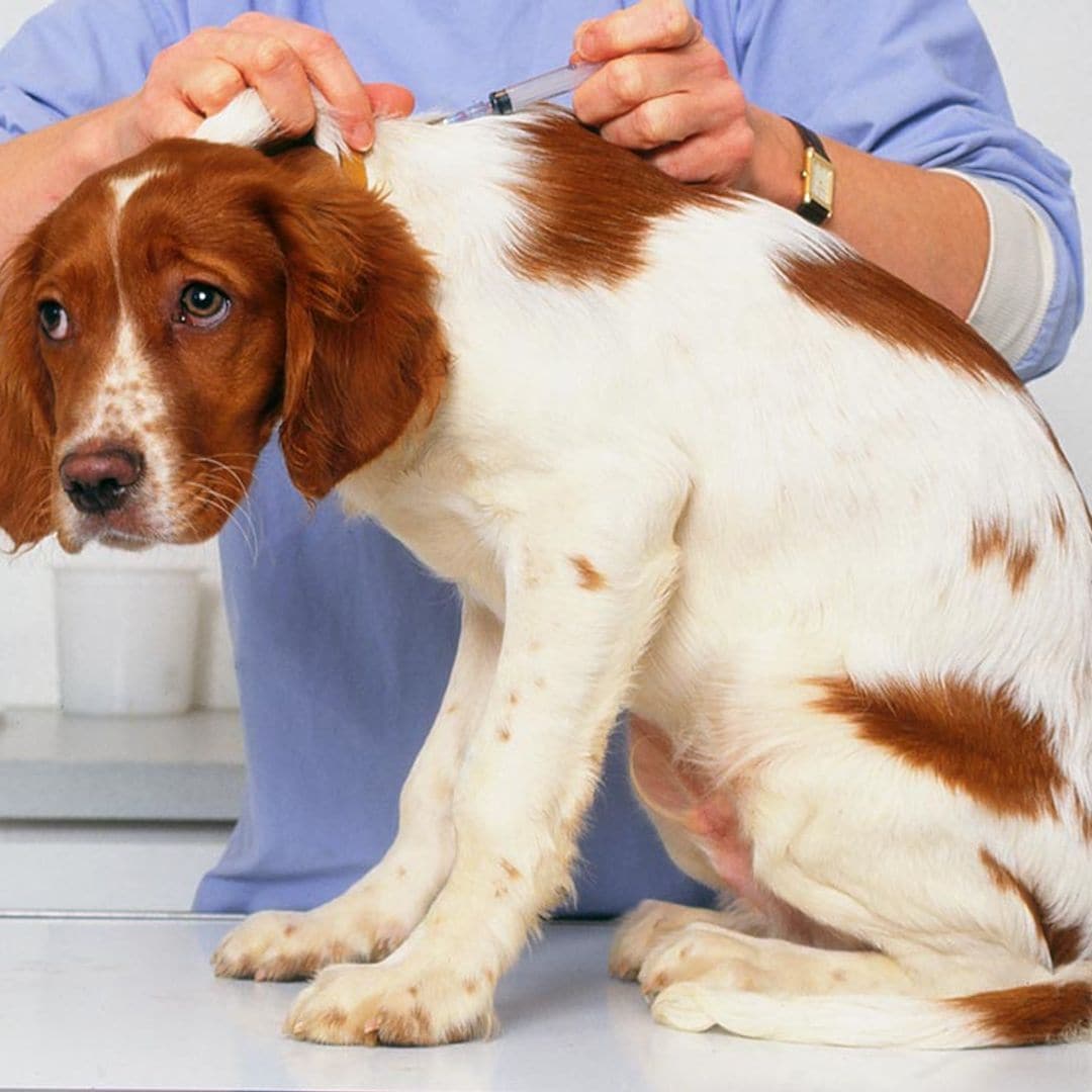 Trucos para evitar que tu perro tenga miedo a ir al veterinario