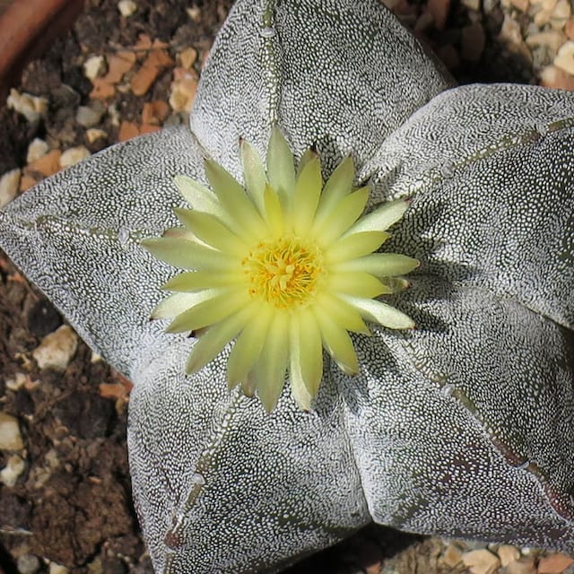 birrete obispo cactus Astrophytum  myriostigma hola decoracion