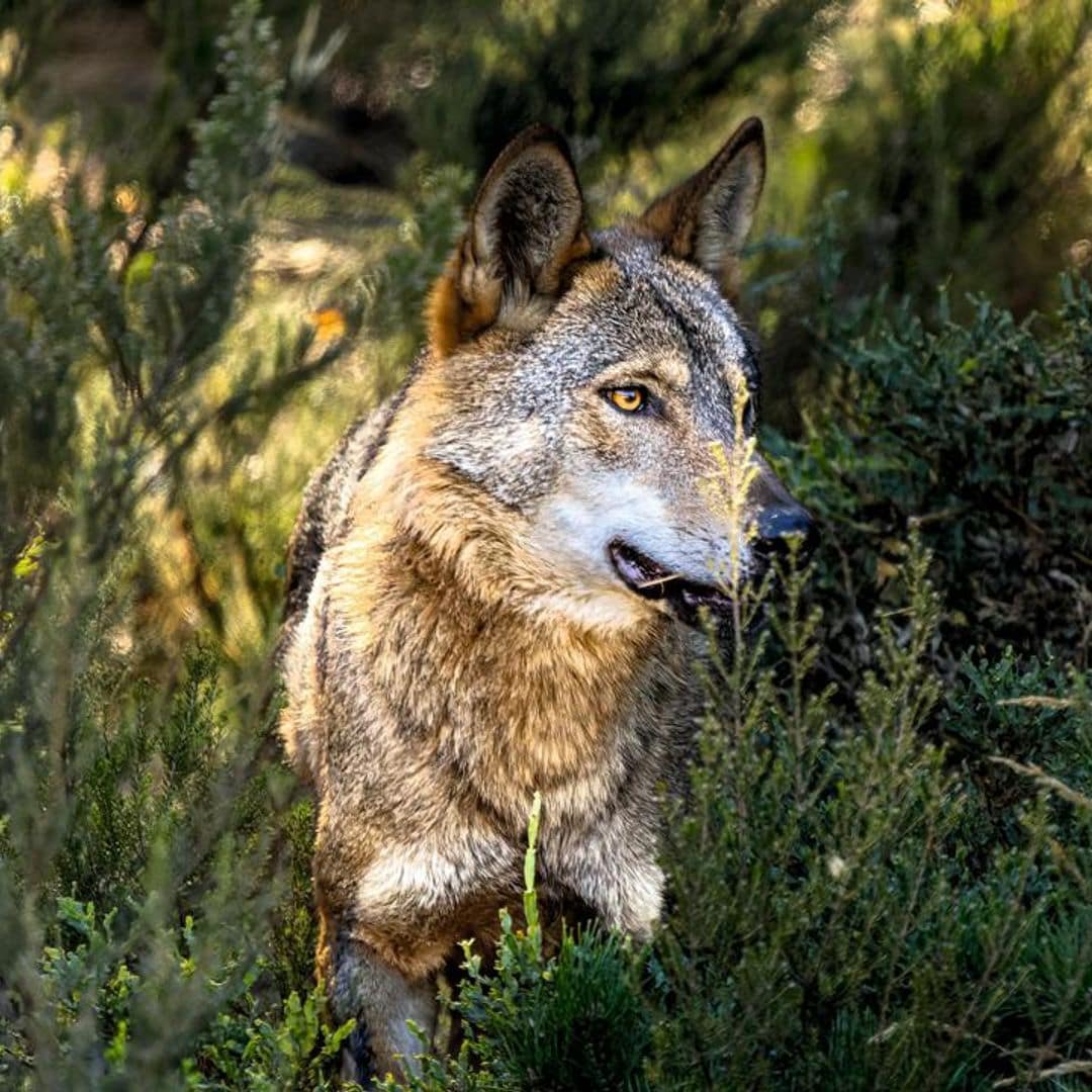 Sierra de la Culebra: tras los pasos del lobo