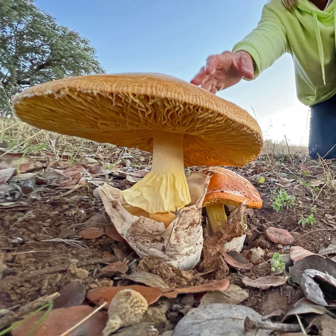 Cogiendo amanitas caesarias en la finca del hotel hábitat cigüeña negra