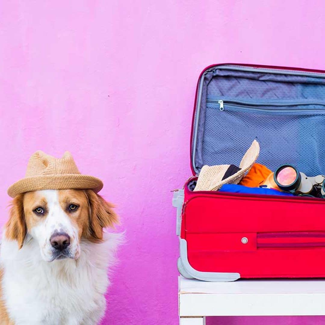 Guía de equipaje canino: todo lo que necesitas para viajar con tu perro