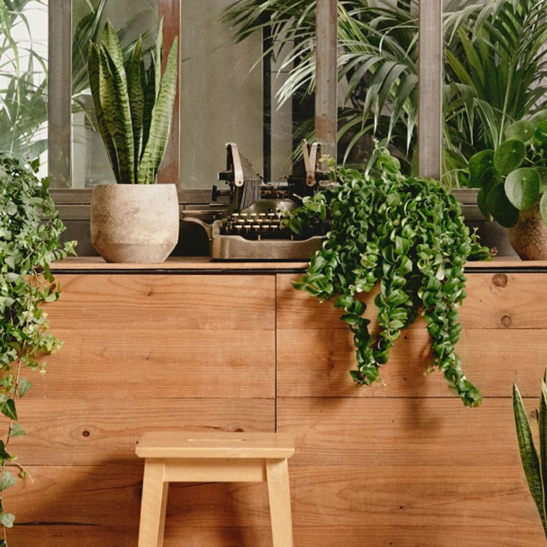 Agrupar plantas en interiores transforma tu hogar en un oasis natural. ¡Lo vemos!