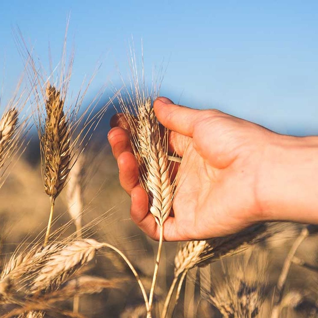 Claves que hacen de la agricultura ecológica una defensora del medio ambiente