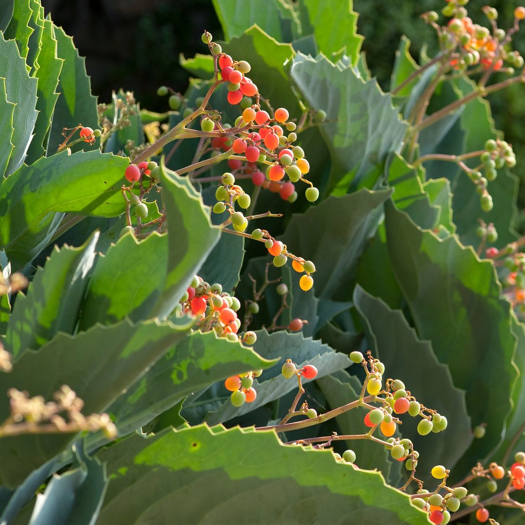 Uva de Namibia: así puedes cultivar esta planta de belleza exótica en el jardín