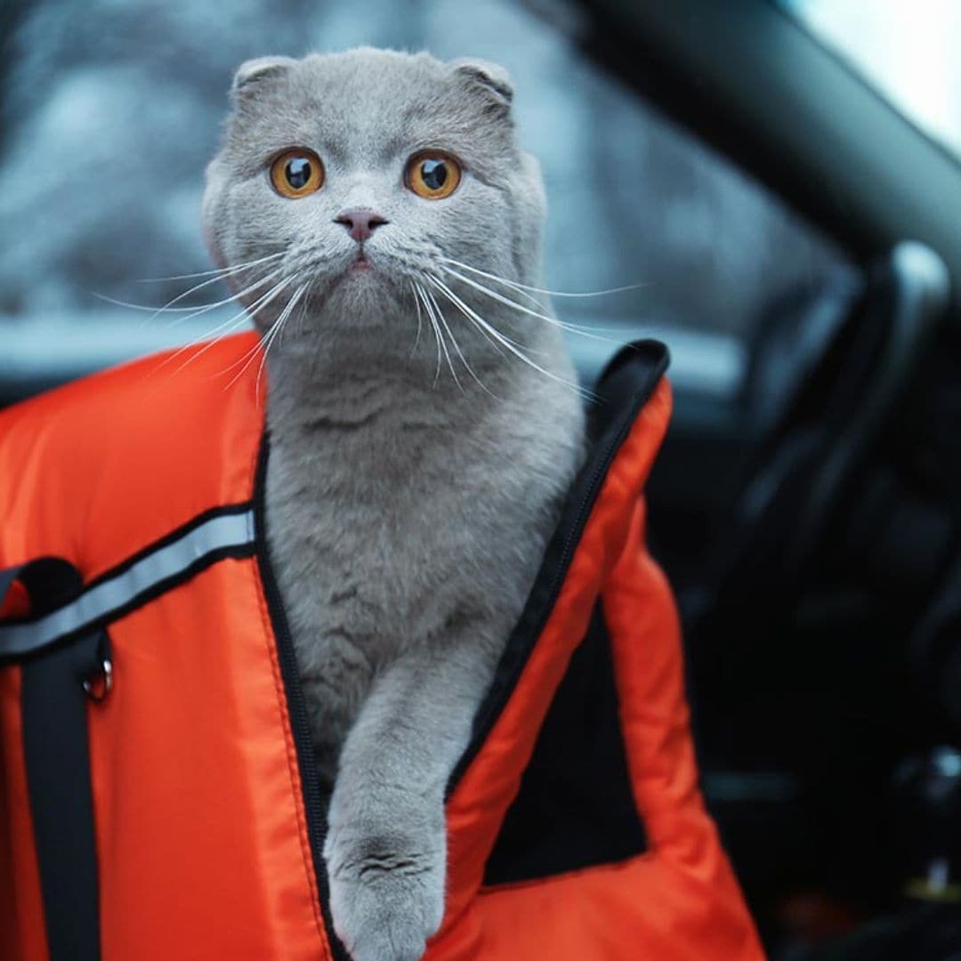 Ayuda a que tu gato viaje tranquilo en coche