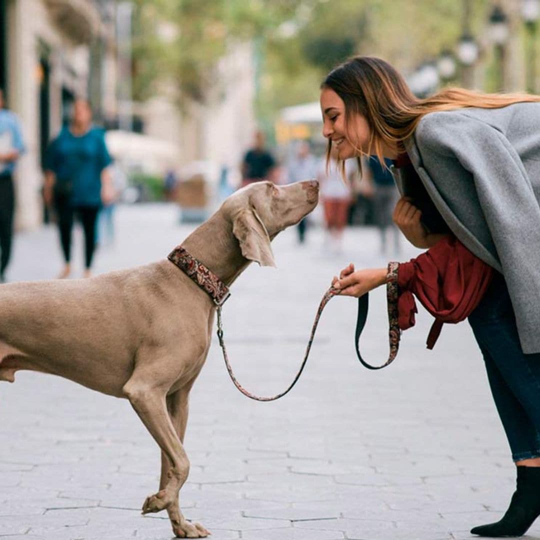 Accesorios originales y prácticos para mimar a tu perro