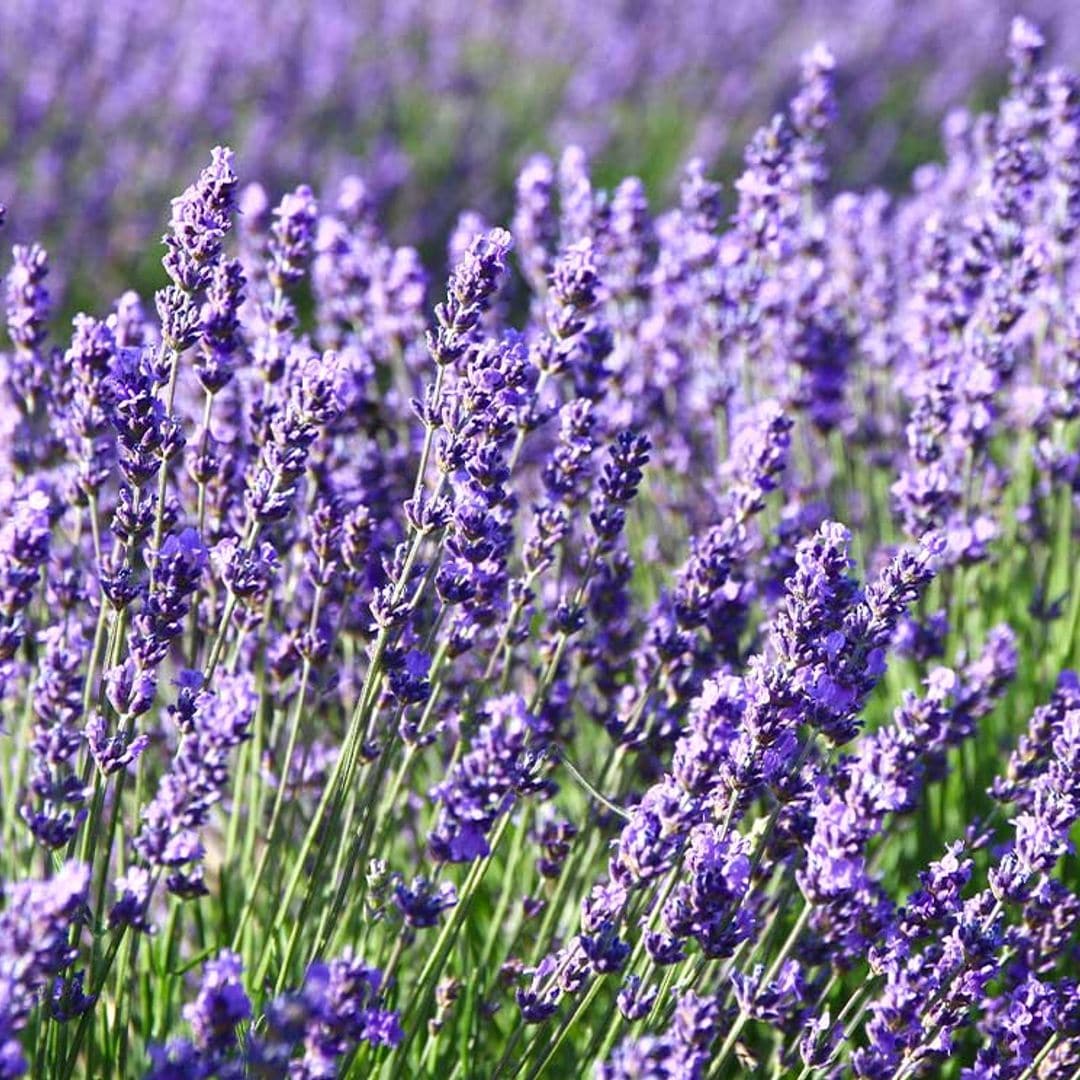 LAVANDA, ESPLIEGO, LAVANDA OFFICINALIS, LAVANDA ANGUSTIFOLIA