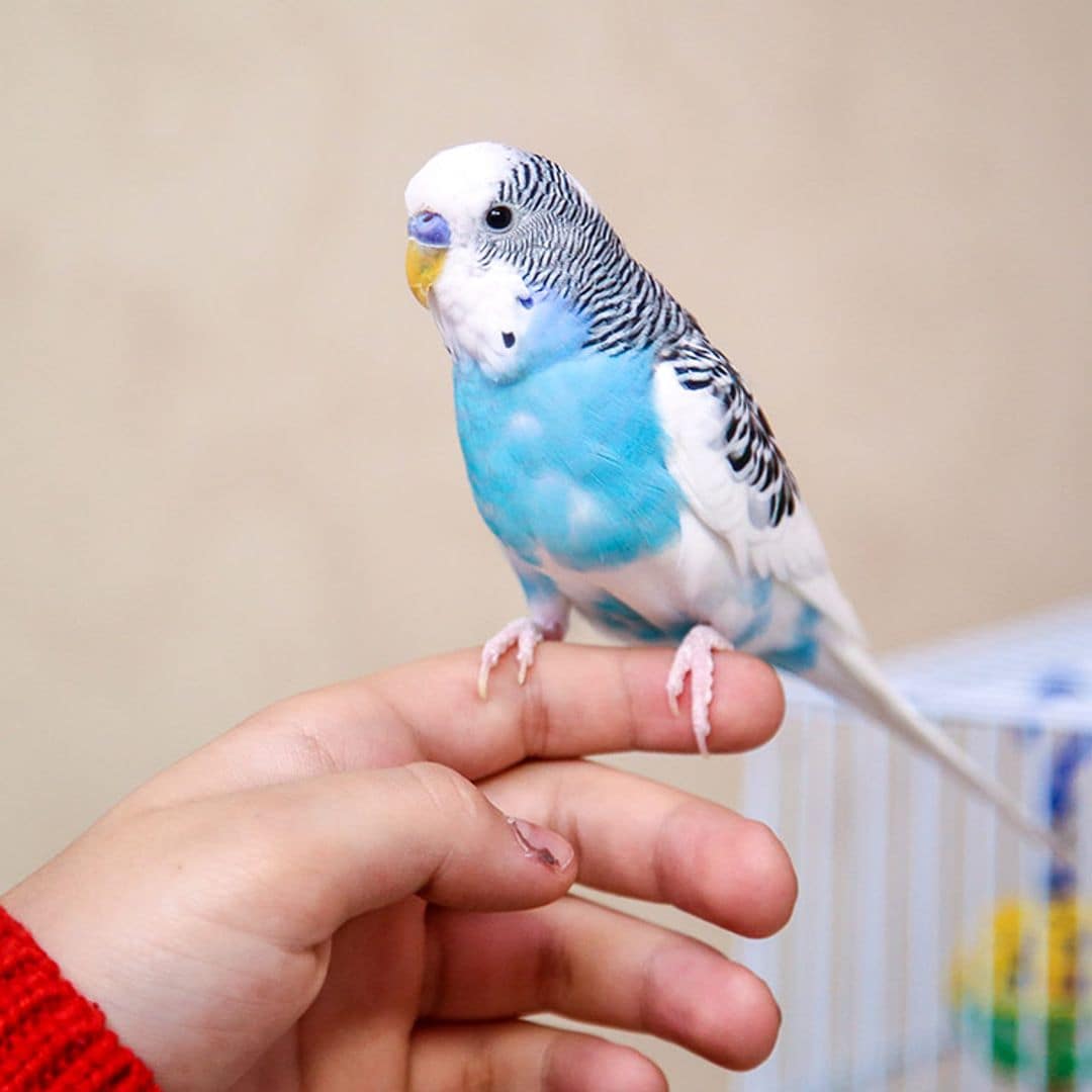 Periquitos, una mascota extraordinariamente sociable