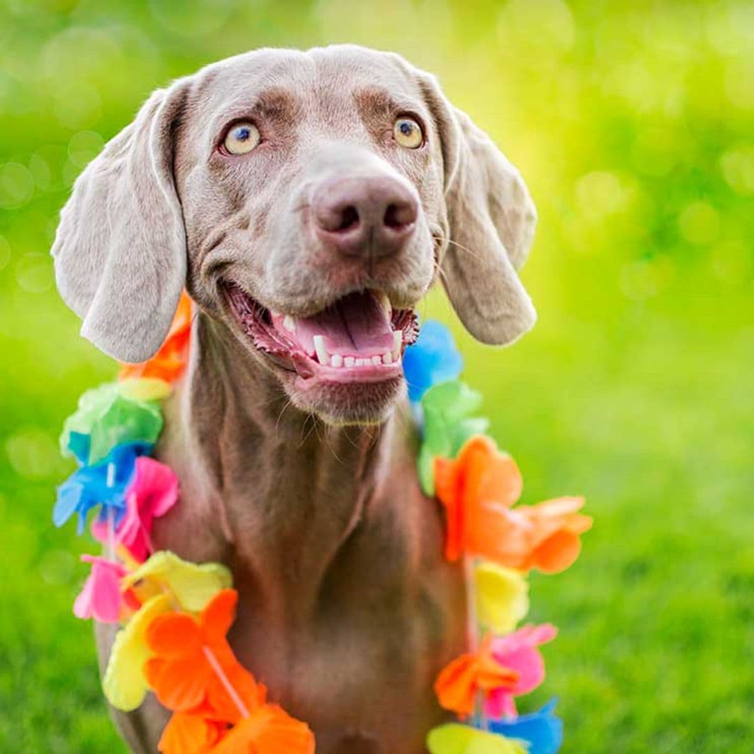 Braco de Weimar: un adorable perro de caza en el hogar