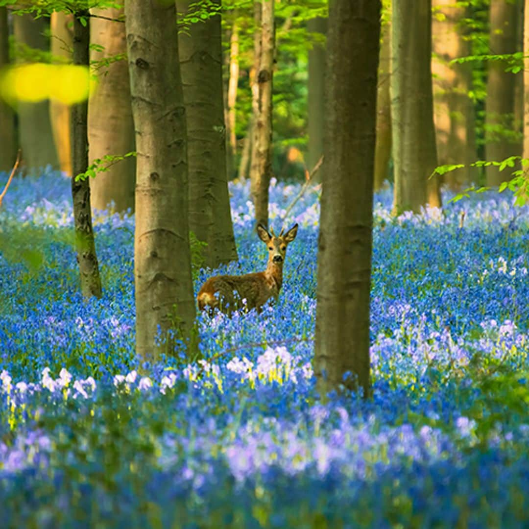 Un bosque azul de cuento de hadas para esta primavera