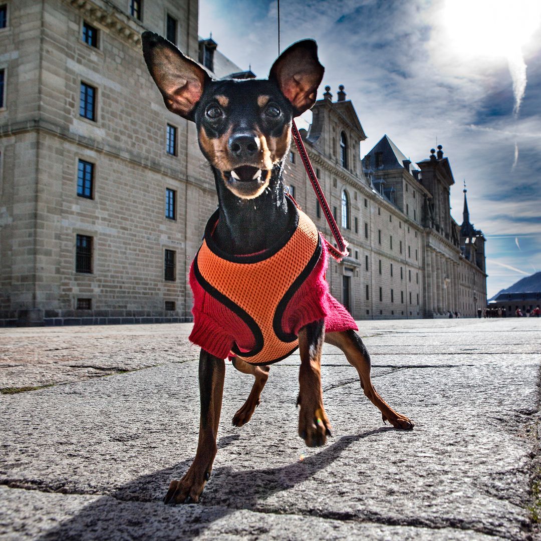 Perro en el Monasterio de San Lorenzo de El Escorial, Madrid