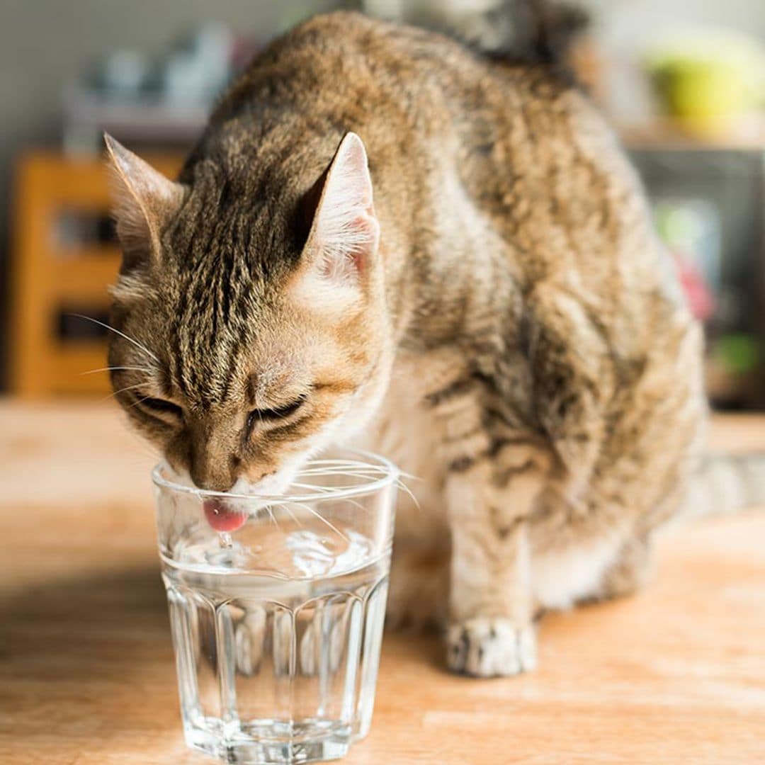 Razones por las que un gato puede rechazar beber agua y cómo solucionarlo