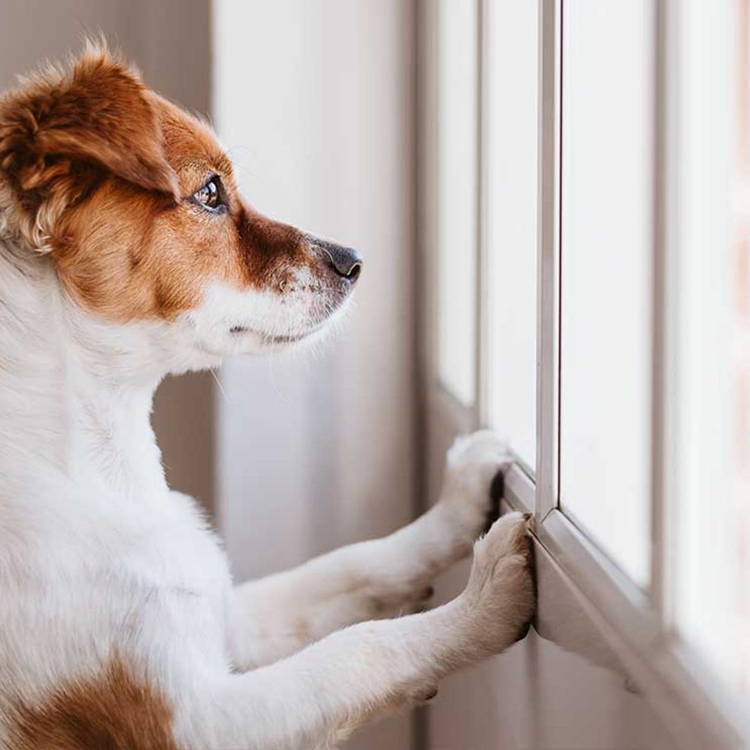 ¿Qué puede ocurrirle a nuestra mascota si no la sacamos a pasear?