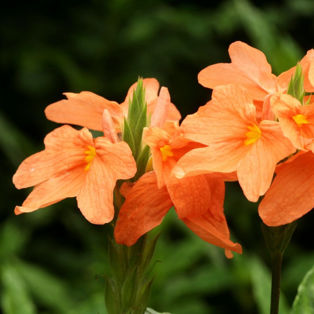 'Crossandra': cómo cultivar esta espectacular flor anaranjada en casa o en el jardín