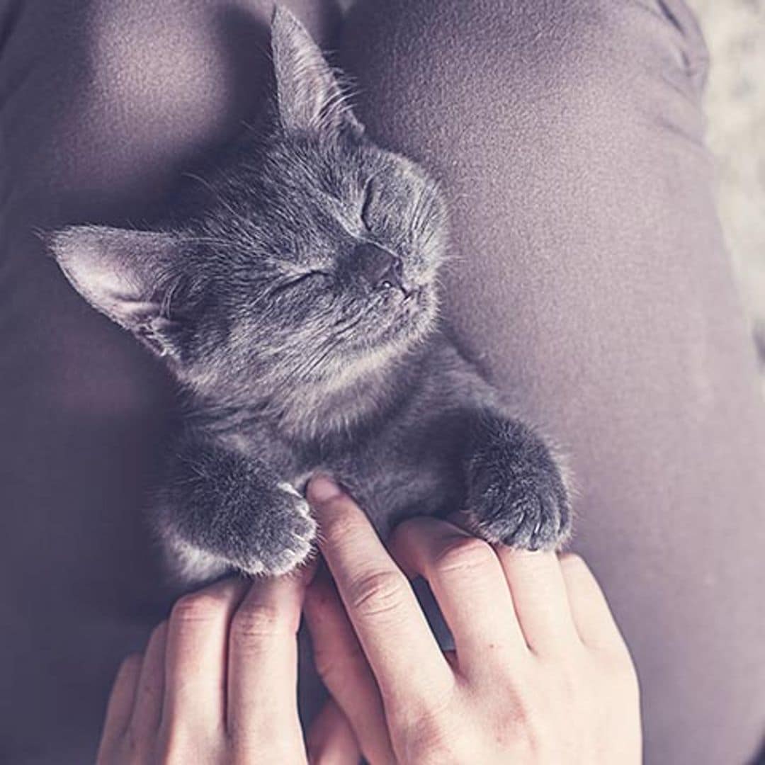 Descubre si tu gato es feliz