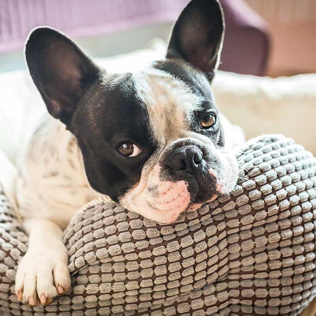 Trucos para mitigar la soledad de tu mascota frente a tu vuelta al trabajo