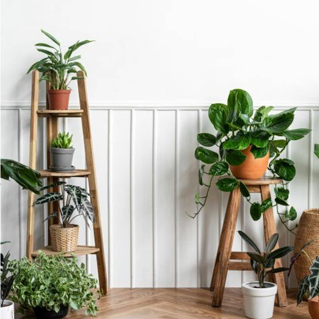 10 plantas de interior ideales para invierno: resistentes, decorativas y fáciles de cuidar