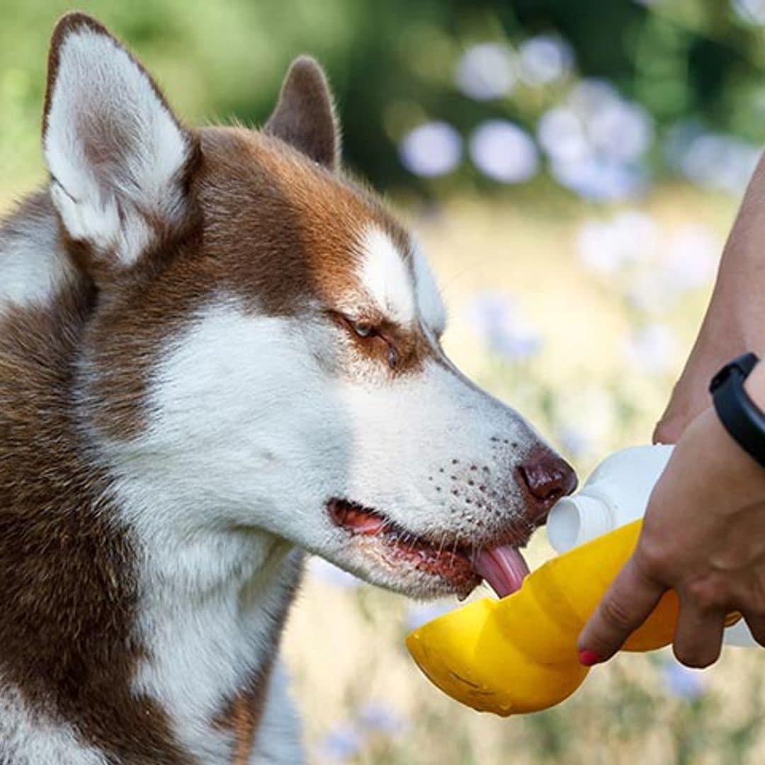 Si quieres que tu mascota no pase calor, toma nota de estos accesorios y juguetes