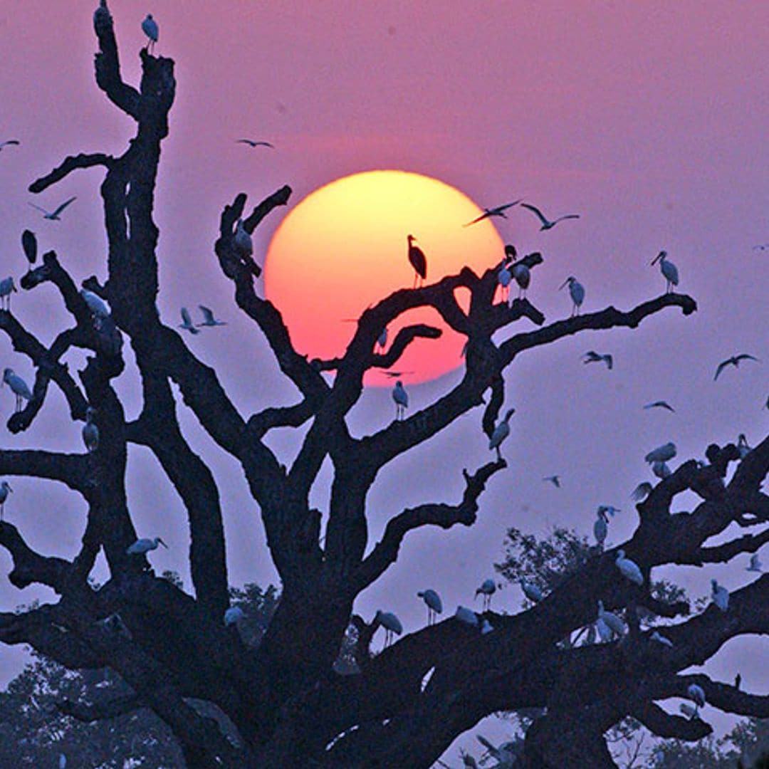 Una escapada por Doñana que te hará volar y estar muy activo