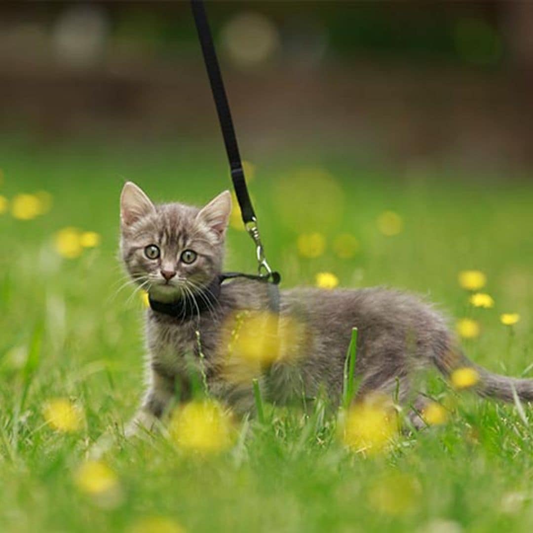 ¿Tu gato necesita salir a pasear contigo?