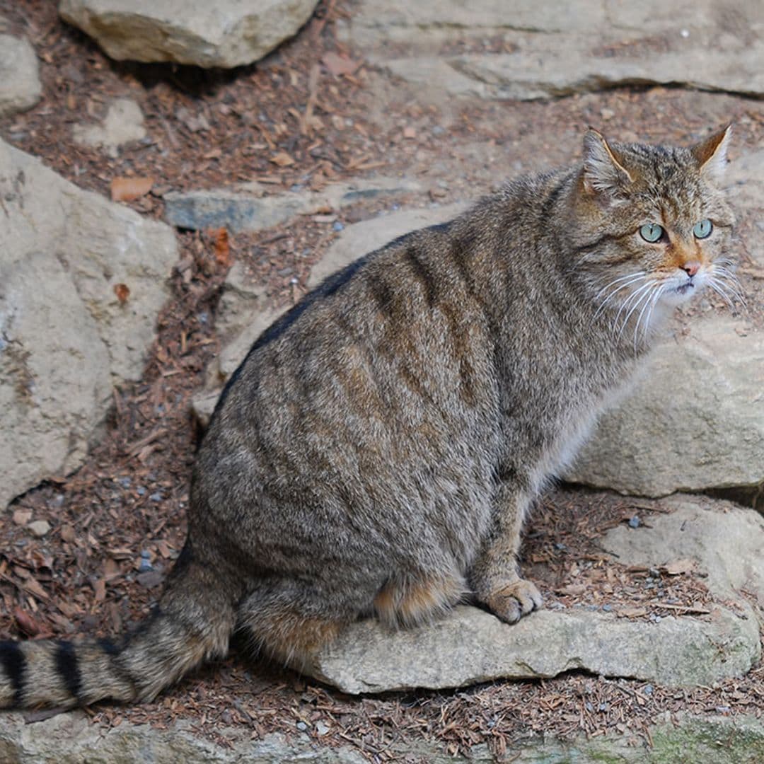 Gato montés: todo lo que hay que saber sobre el 'hermano rebelde' del gato doméstico