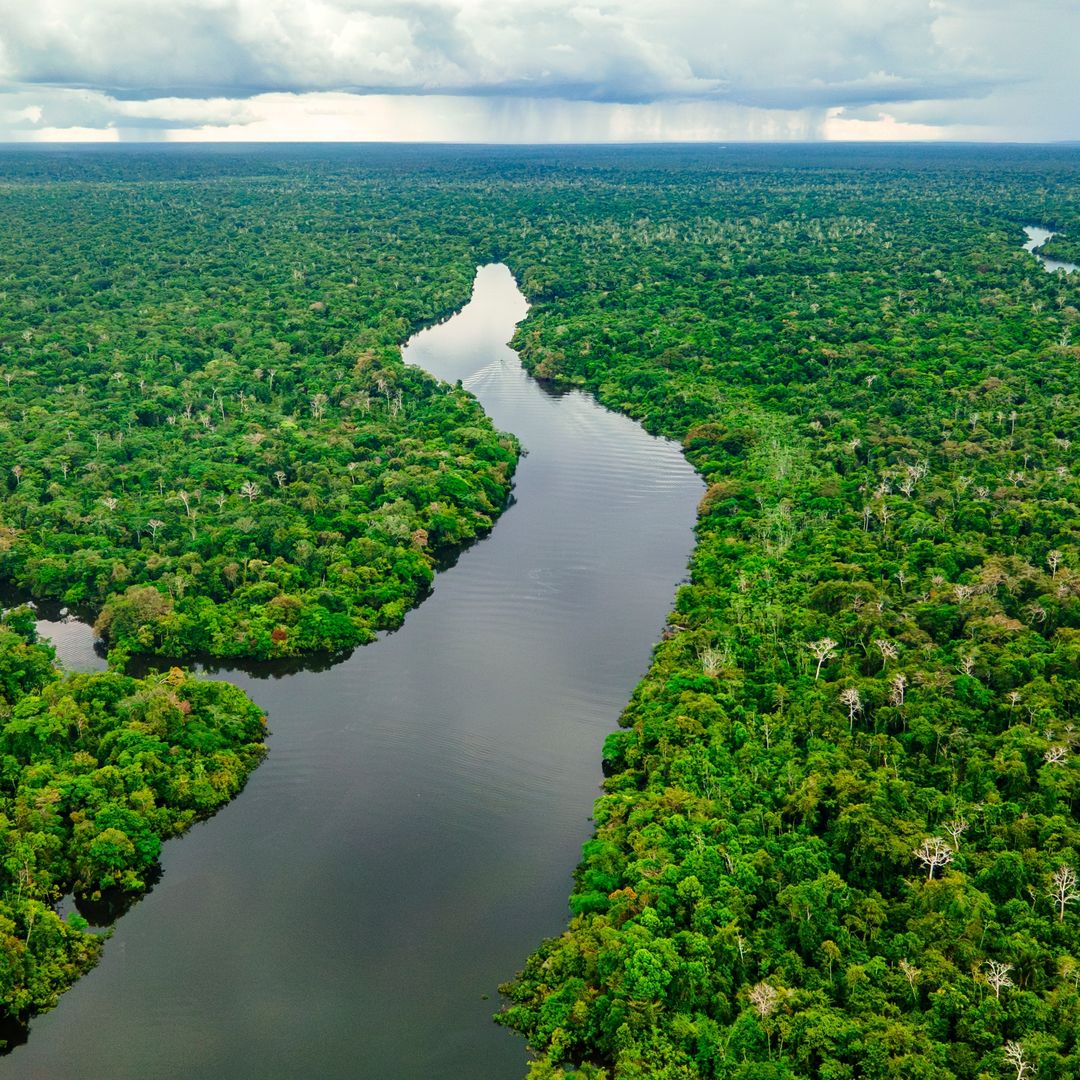 Selva del Amazonas