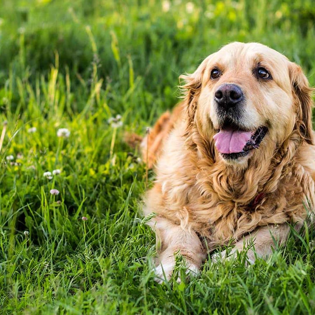 Los perros mayores tienen mucho que enseñarnos