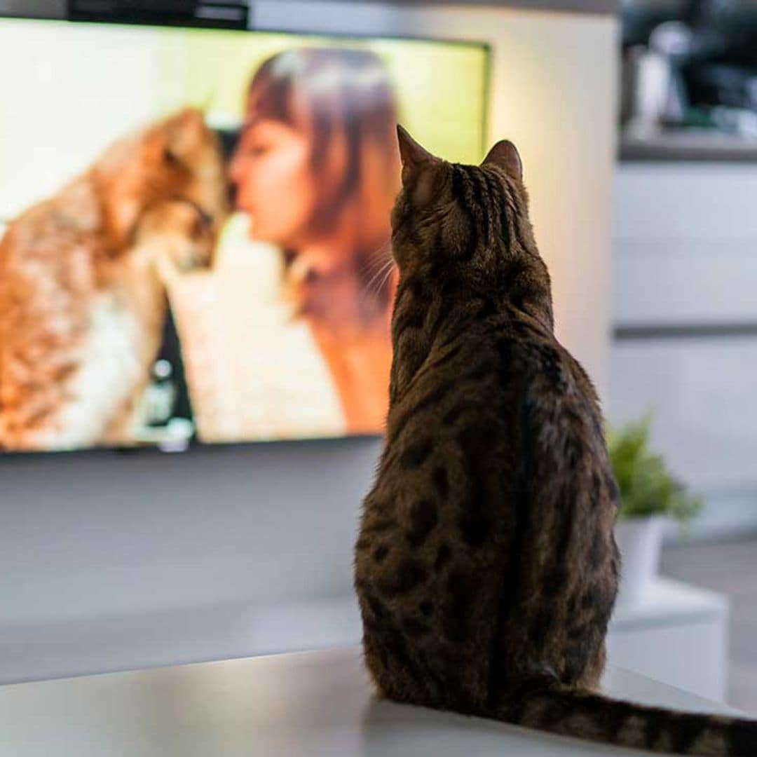 ¿Qué ve tu perro o gato cuando mira a la tele?